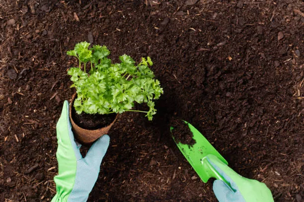 COURS PARTICULIER À DOMICILE POUR APPRENDRE À ENTRETENIR SON JARDIN À CHANTELOUP-LES-VIGNES, Chanteloup-les-Vignes, ALT CORPORATION