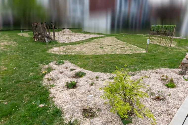Création d'une forêt jardin pédagogique à Melun (77), Chanteloup-les-Vignes, ALT CORPORATION