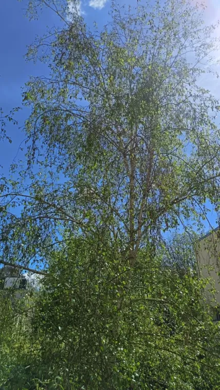 Photo d'un arbre avec ses feuilles