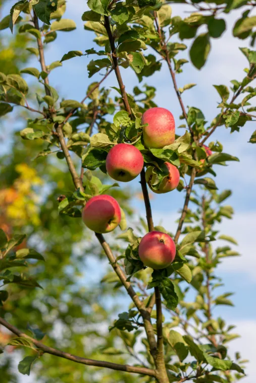 Liste des arbres fruitiers pour taille en vert, Chanteloup-les-Vignes, ALT CORPORATION