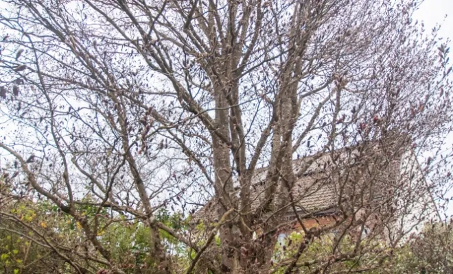 Diagnostics phytosanitaires et expertise de l'arbre, Chanteloup-les-Vignes, ALT CORPORATION