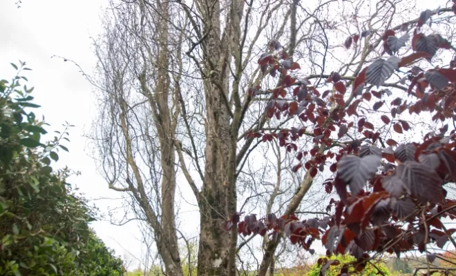 Diagnostics phytosanitaires et expertise de l'arbre, Chanteloup-les-Vignes, ALT CORPORATION