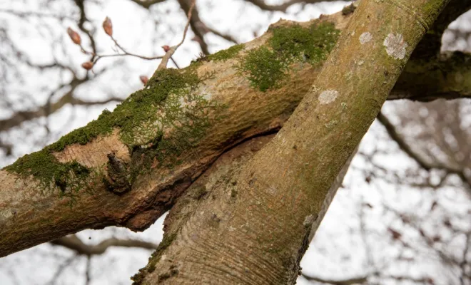 Diagnostics phytosanitaires et expertise de l'arbre, Chanteloup-les-Vignes, ALT CORPORATION