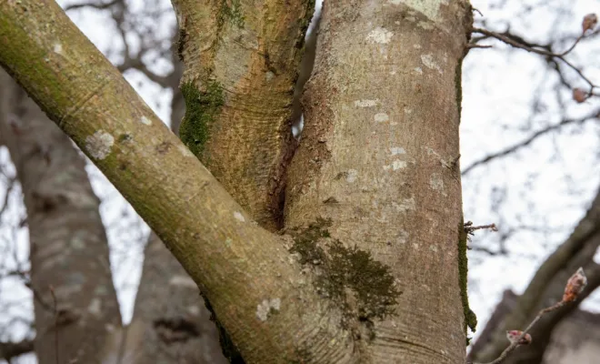 Diagnostics phytosanitaires et expertise de l'arbre, Chanteloup-les-Vignes, ALT CORPORATION