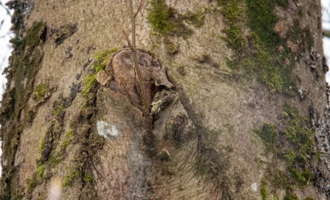 Diagnostics phytosanitaires et expertise de l'arbre, Chanteloup-les-Vignes, ALT CORPORATION