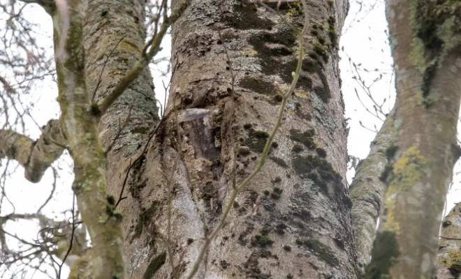 Diagnostics phytosanitaires et expertise de l'arbre, Chanteloup-les-Vignes, ALT CORPORATION