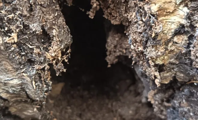 Crevasse dans le tronc d'un arbre