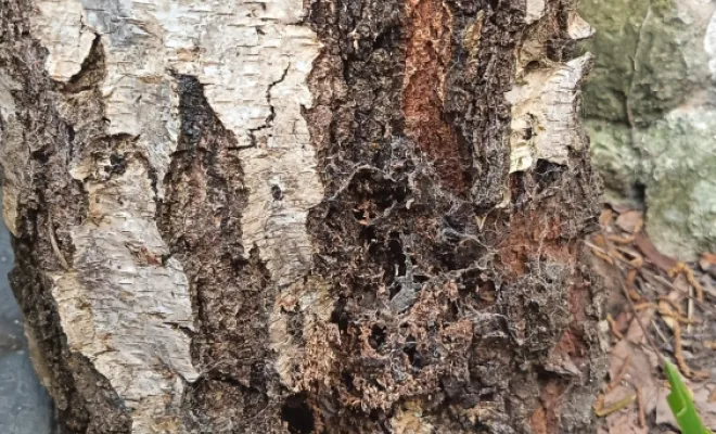 Ecorce d'un arbre malade